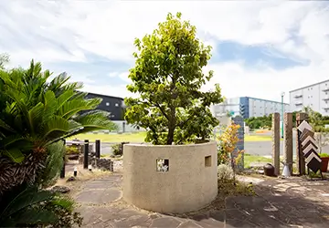 柏展示場店　ハナミズキ