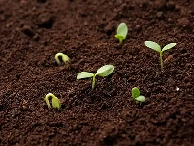 樹種選びのイメージ