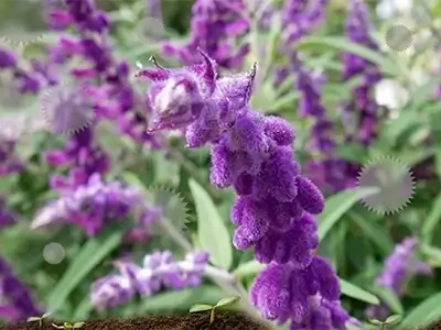 香りのある庭のイメージ