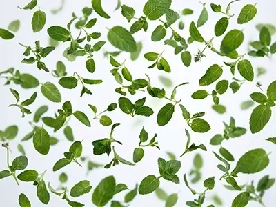 ユーカリのイメージ