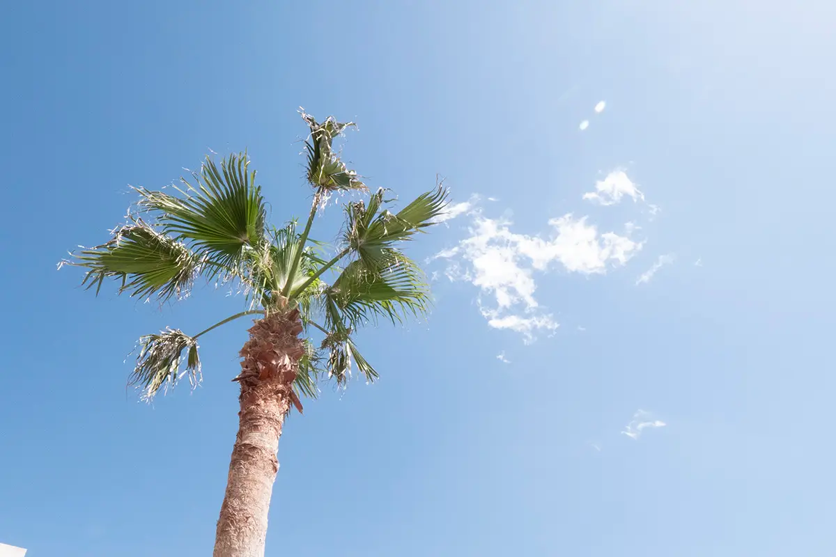 屋外に設置されたプールと青空のイメージ