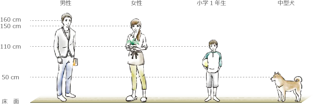 男性、女性、小学1年生、中型犬の目線の高さ比較イメージ